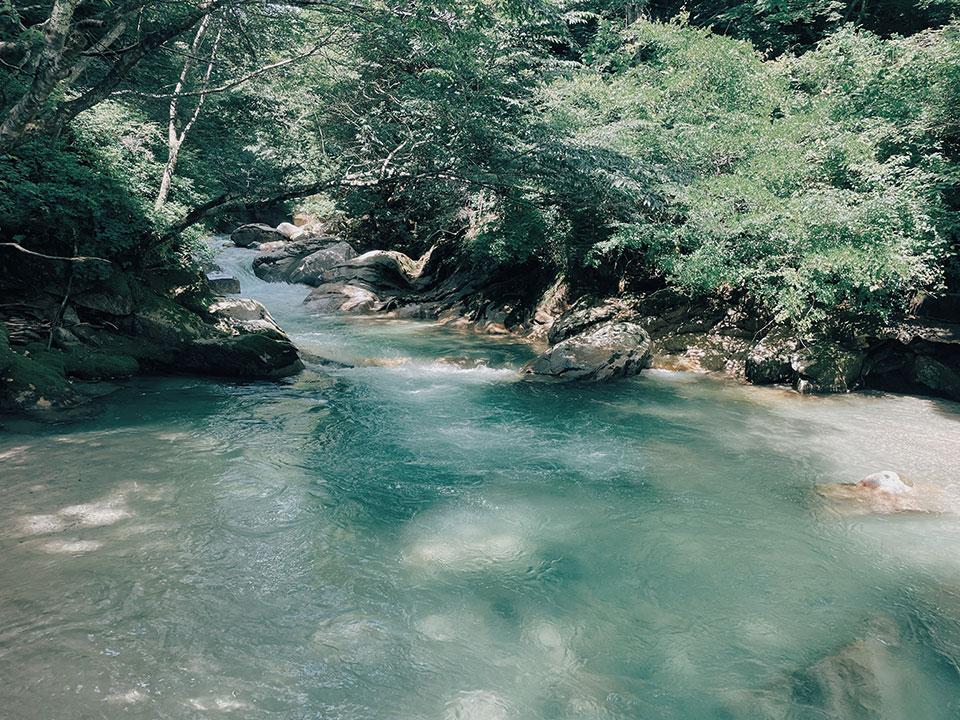 YOJOEN 夏の森にすまう