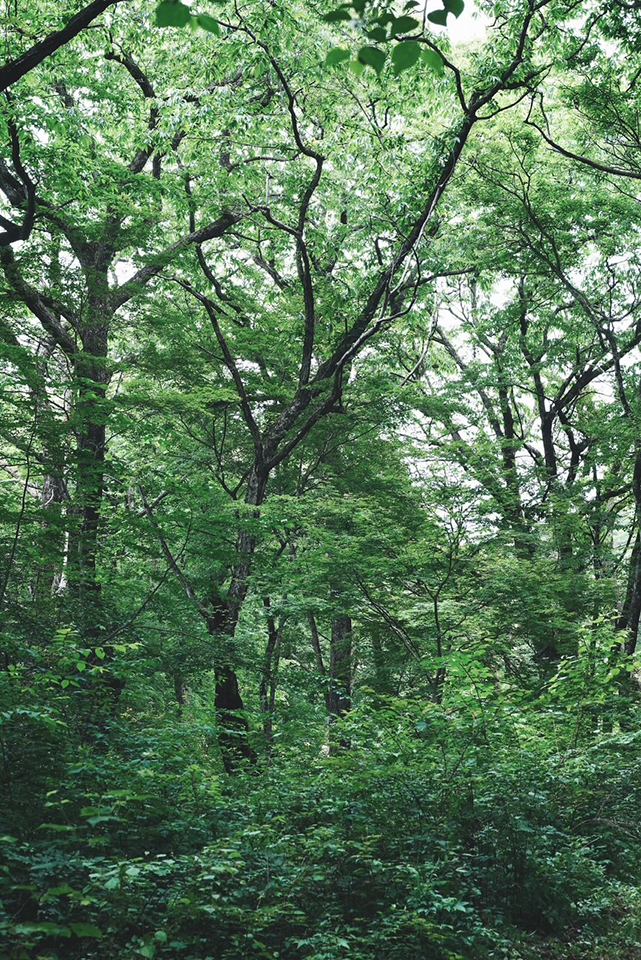『命をやしなう森』を、つくる。