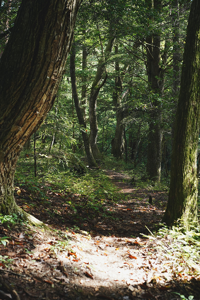 YOJOEN 春の森にすまう